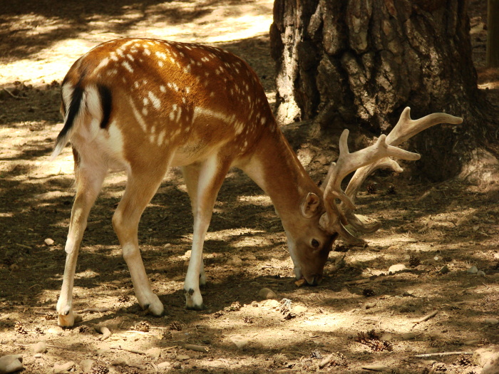 Gamitido: balido del gamo