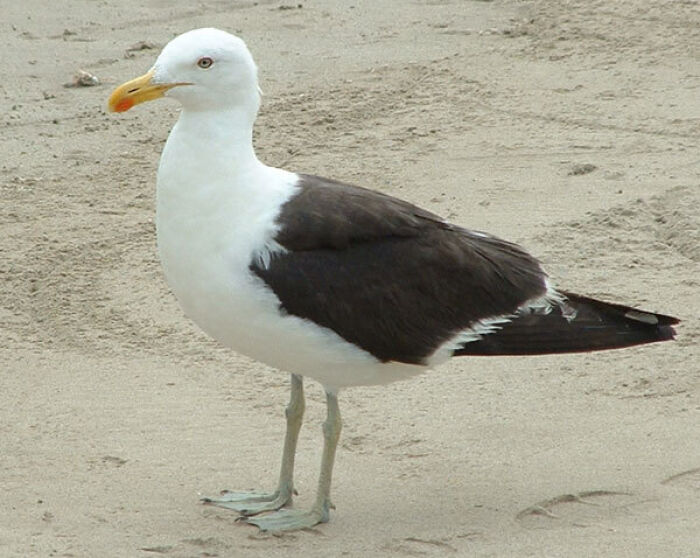 gaviota