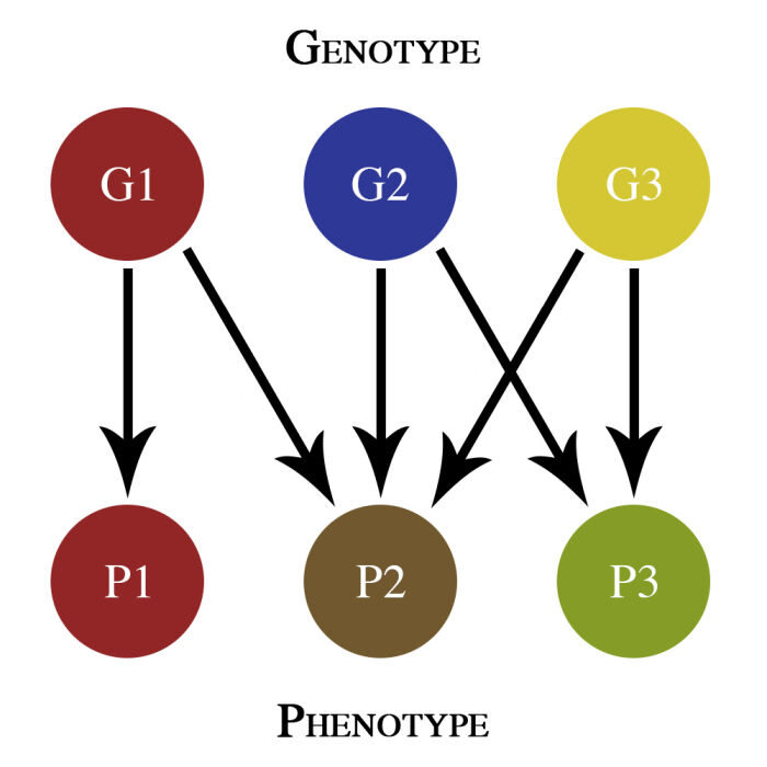 Un mapa genotipo-fenotipo bsico que muestra nicamente los efectos aditivos de la pleiotropa revela que tres genes diferentes, G1, G2 y G3, contribuyen a los fenotipos P1, P2 y P3. G1 provoca un color rojo en el fenotipo del organismo, G2 genera un color azul y G3 resulta en un color amarillo. Es importante destacar que estos genes son ficticios y cualquier similitud con genes reales es pura coincidencia. La interpretacin de este sencillo mapa indica que G1 es el nico gen que determina el fenotipo rojo en P1. Por otro lado, G1, G2 y G3 contribuyen conjuntamente al fenotipo marrn en P2. Finalmente, tanto G2 como G3 influencian el fenotipo verde en P3.