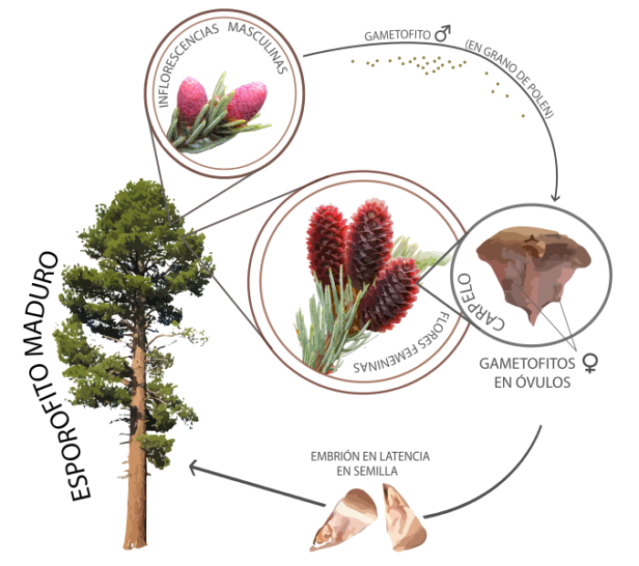 Ciclo de vida de las gimnospermas (una confera)