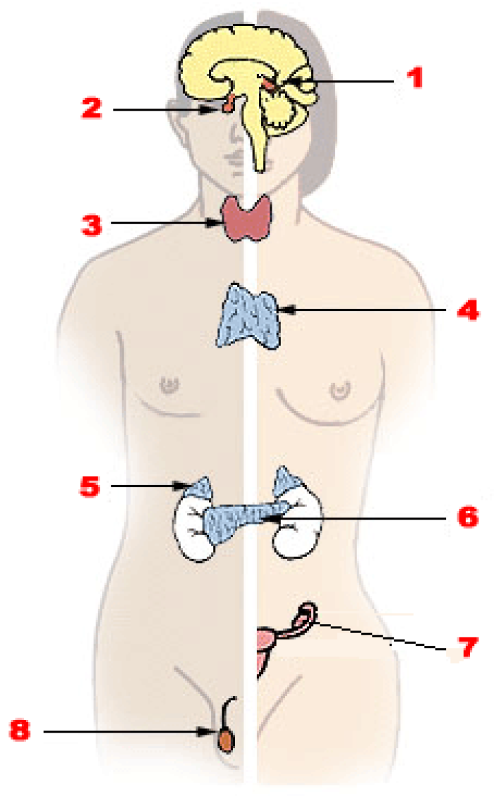 Sistema endocrino: 1. Glndula pineal, 2. Hipfisis, 3. Glndula tiroides, 4. Timo,5. Glndula adrenal, 6. Pncreas, 7. Ovario, 8. Testculo