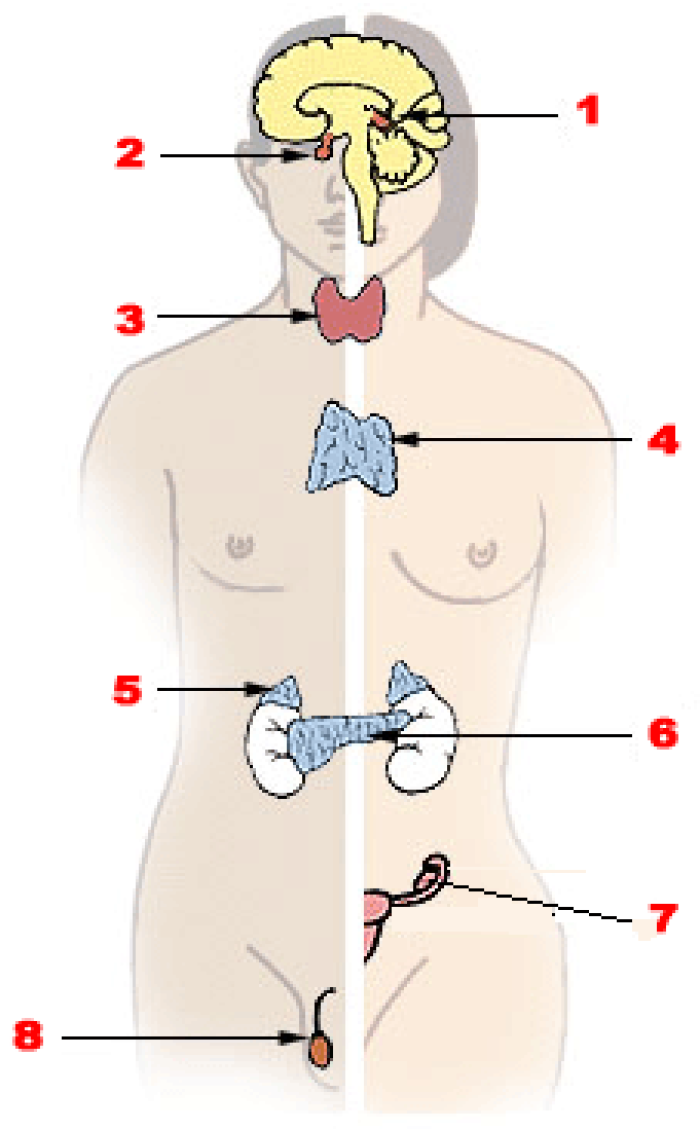 glndula