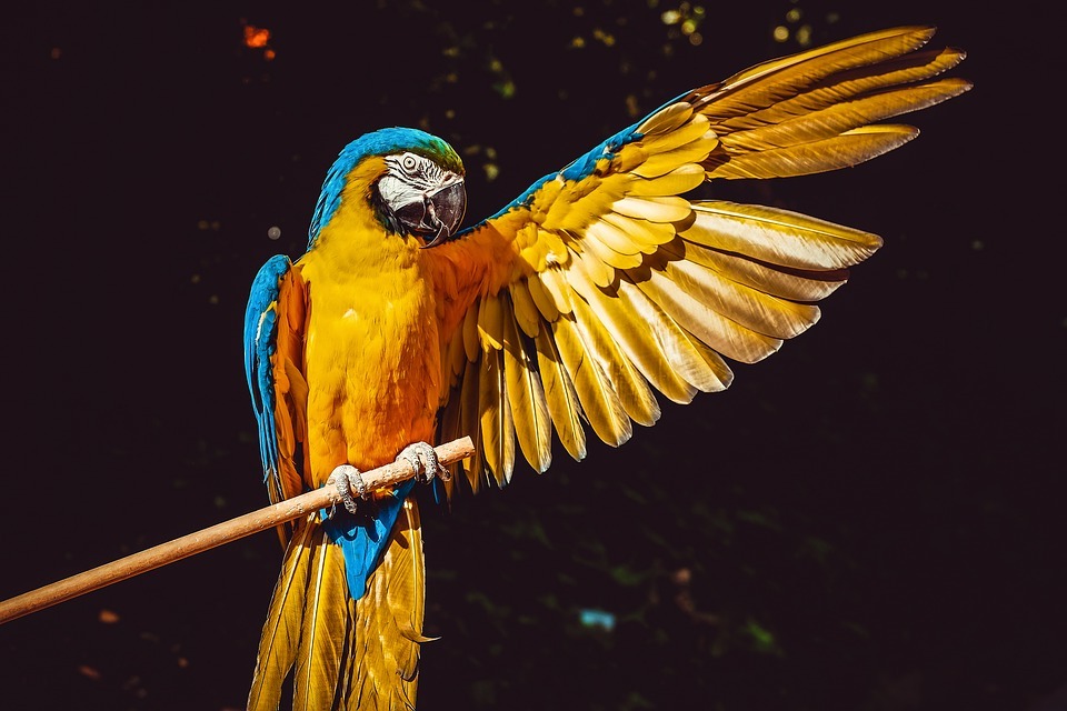 Guacamayo amarillo, antiguamente llamado toz.