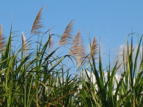 Guajana: Varilla de la caa silvestre y la de azcar, con su penacho (espiga), que crece cerca de los ros.