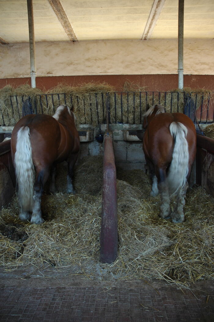 Haras: Centro ecuestre.