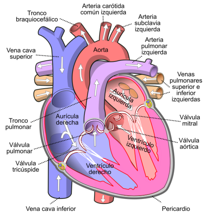 Pericardio en una visin esquemtica del corazn humano