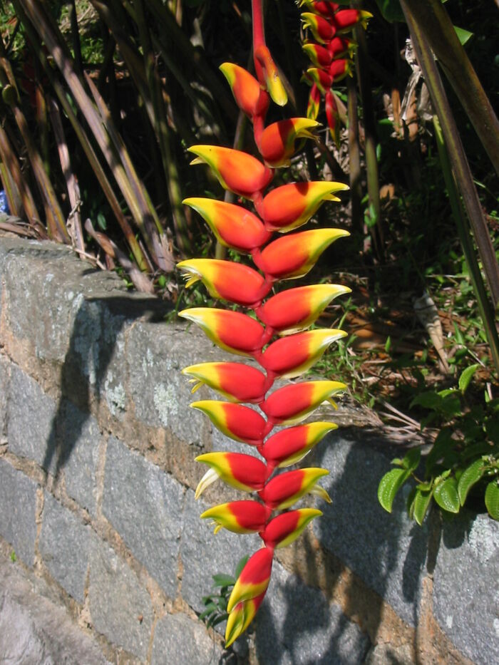 Heliconia rostrata