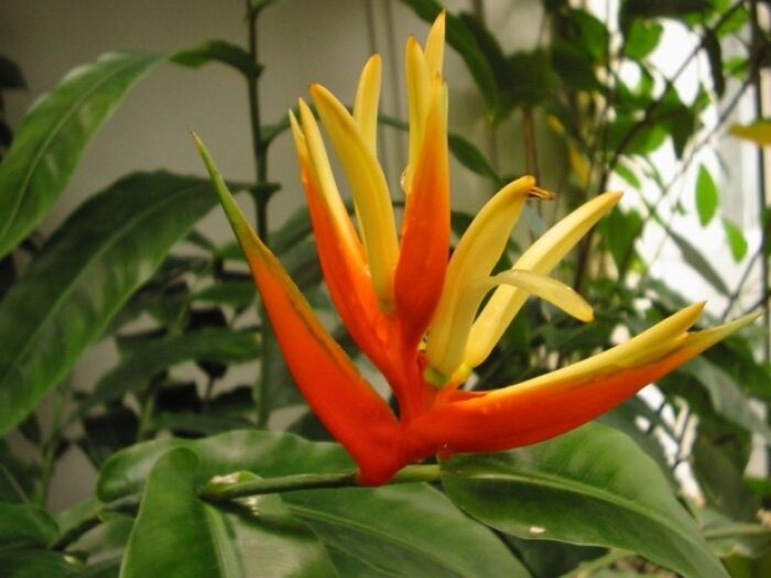 Heliconia aurantiaca