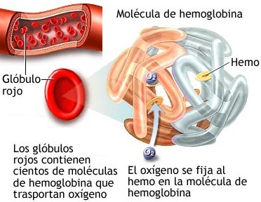 oxihemoglobina
