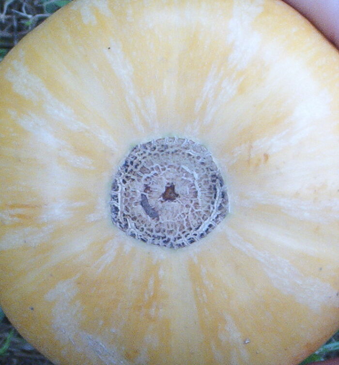 Cicatriz del hipanto en una calabaza (Cucurbita moschata)