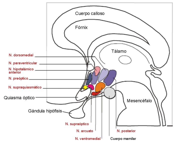 Hipotlamo