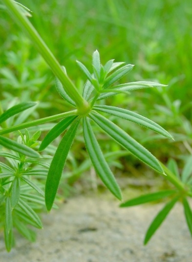 Hoja arrejonada (hoja en aguijn u hoja con rejoncillo) de la planta Galium mollugo.