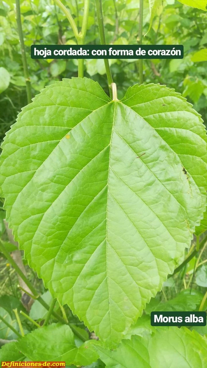 hoja cordada