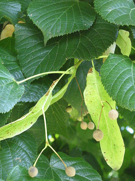 Holas aserradas en el rbol del tilo (Tilia platyphyllos)