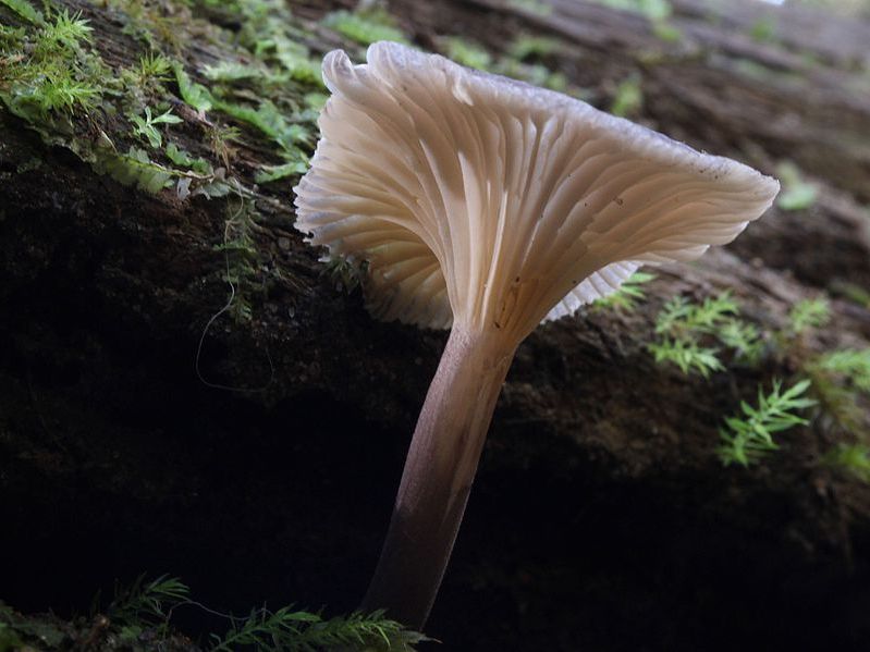 Seta gris con branquias decurrentes. Posiblemente el Hygrocybe griseoramosa, en peligro de extincin.