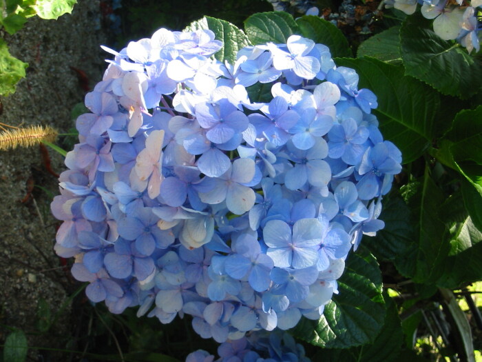 Azulamiento de las hortensias