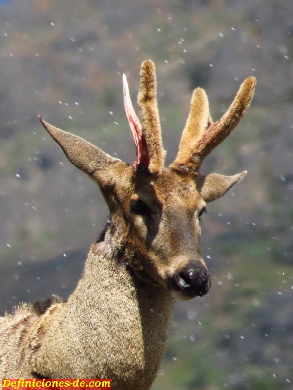 Huemul (Hippocamelus bisulcus) fotografiado en la Reserva Nacional Tamango en Chile