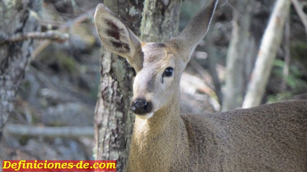 Huemul beb. Fotografiado en la Reserva Nacional Tamango en Chile