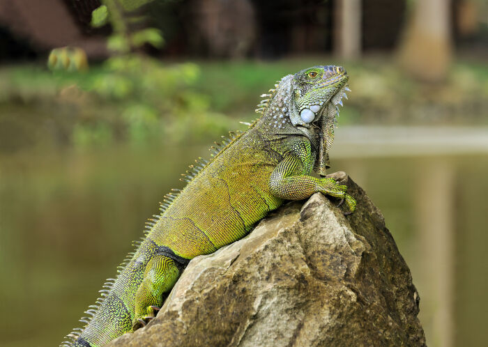 Iguana