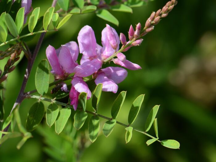 Ail (Indigofera tinctoria)