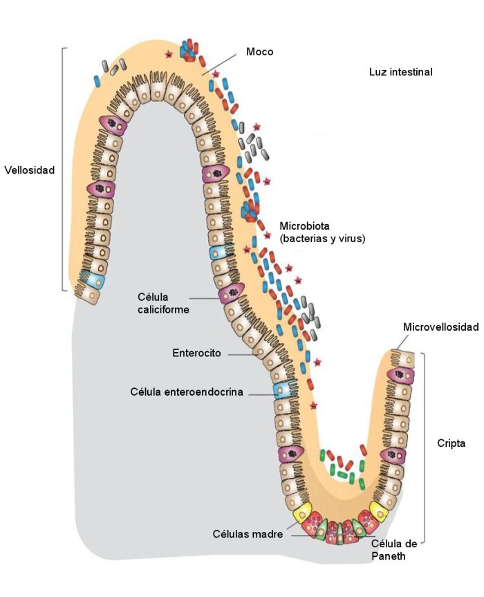 Esquema en el que se representa la pared del intestino delgado, son visibles las vellosidades y criptas, as como los distintos tipos de clulas
