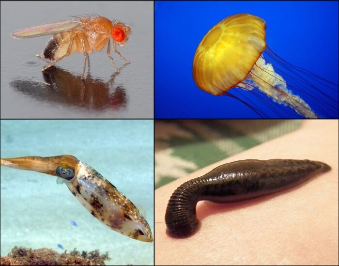 Ejemplos de invertebrados