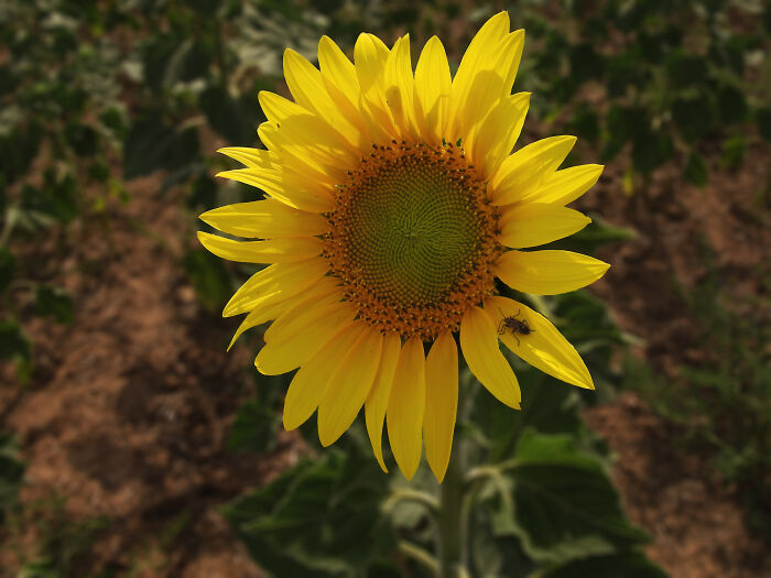 Jquima, otro nombre para el girasol