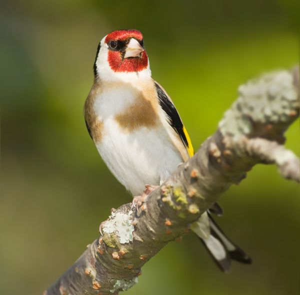 Jilguero comn (Carduelis carduelis)