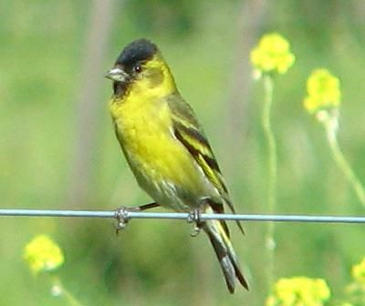 Carduelis barbata, tambin llamado jilguero, cabecita negra austral o lgano iberoamericano de barbilla negra.