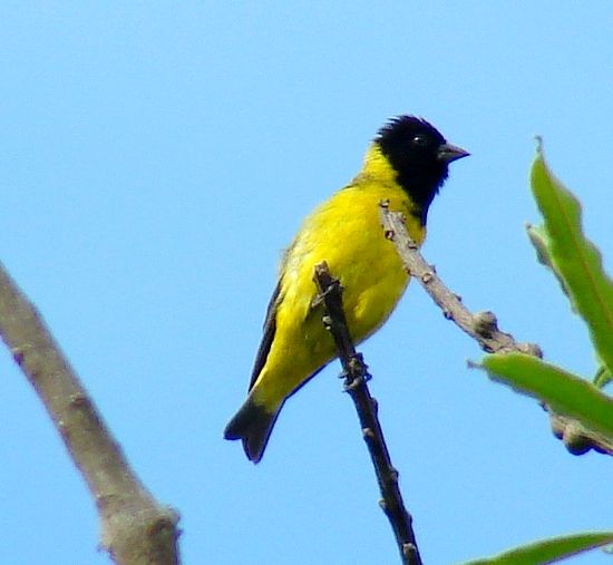 Carduelis magellanica tambin llamado jilguero, jilguero cabecinegro, jilguero peruano, lucerito, cabecita negra, cabecitanegra comn, o lugano iberoamericano encapuchado.