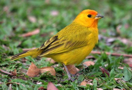 Sicalis flaveola, es de otra familia, pero tambin se lo conoce como jilguero dorado, jilguero azafranado, chirige azafranado, semillero basto, gorrin azafrn, botn de oro, canario costeo y canario coronado.