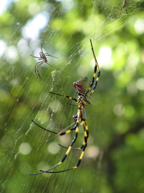 Araa Joro. De nombre cientfico Nephila clavata, especie de araa que es parte del grupo de las araas de seda de oro debido al color de la seda que producen. Es una araa comn en Japn, Taiwn y China.