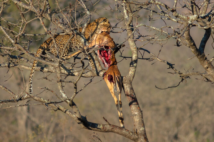 Leopardo devorando una presa
