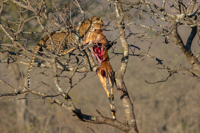 leopardo