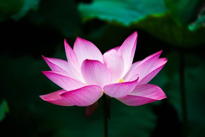 Flor del loto