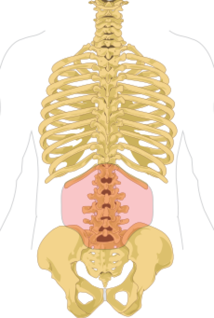 Regin lumbar en un esqueleto humano