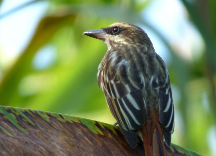 atrapamoscas maculado(Myiodynastes maculatus)