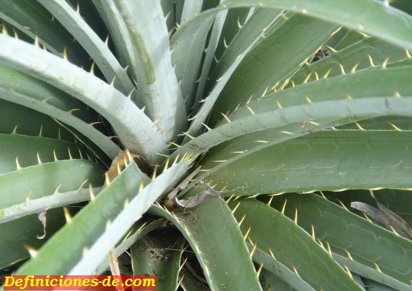 agave