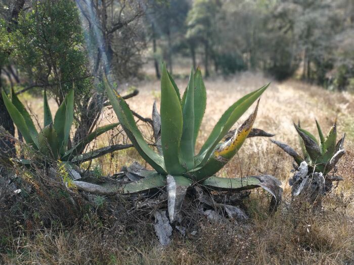 Teomel o maguey divino