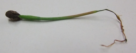 Mal del talluelo: una plntula de Pinus taeda que fue destruida por un hongo.