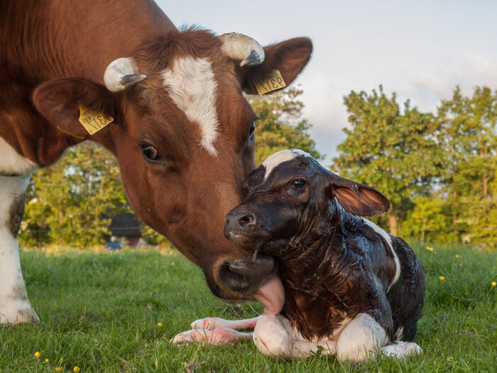 Las vacas son mamferos