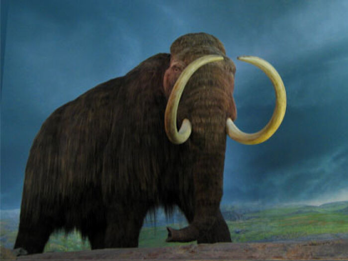 Mamut