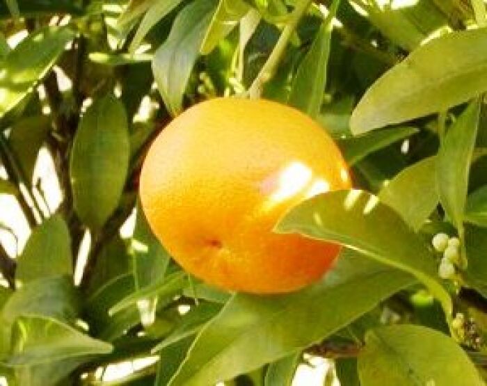 Mandarina