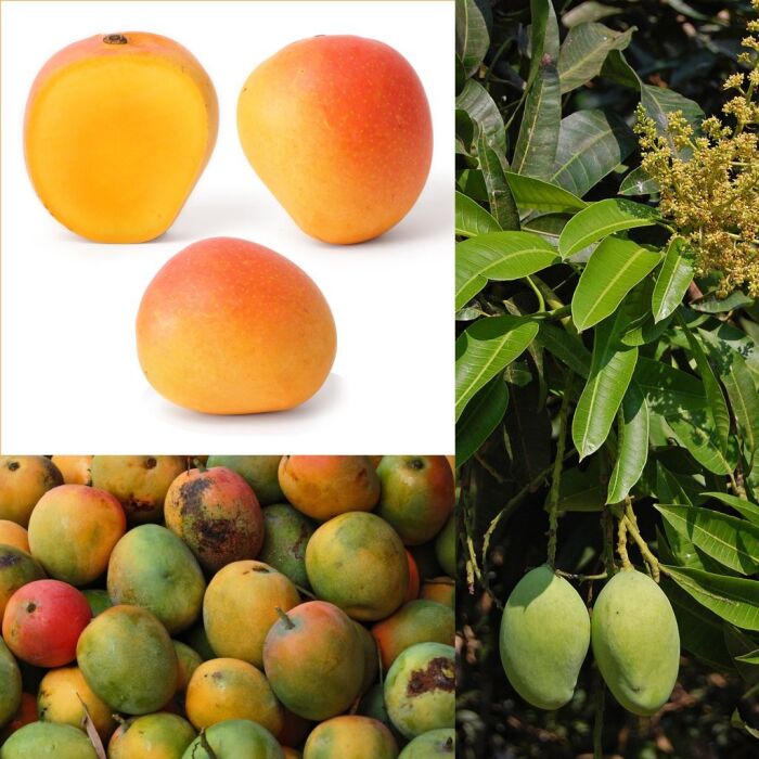 El mango y su fruto