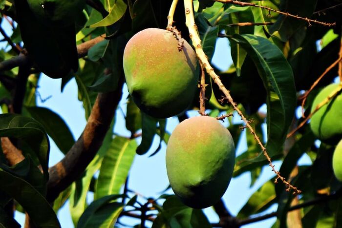 El mango pertenece a las terebintceas