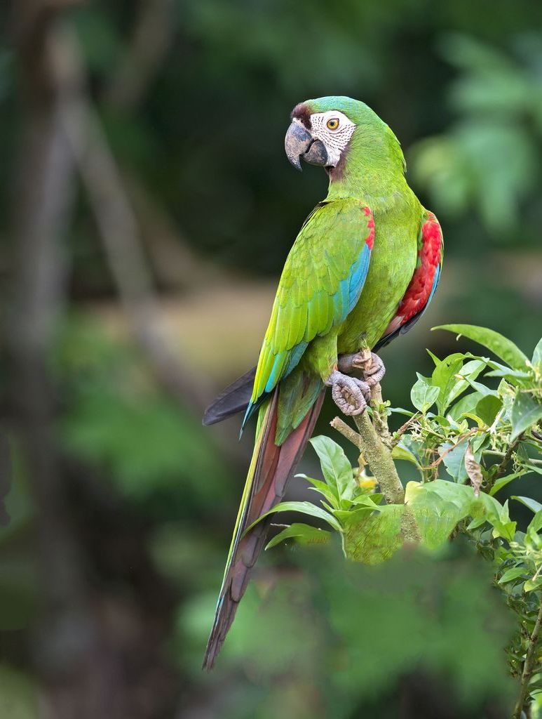 Maracan grande o guacamayo severo (Ara severus).