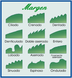 Hoja aserrada: margen de hojas de las plantas y rboles