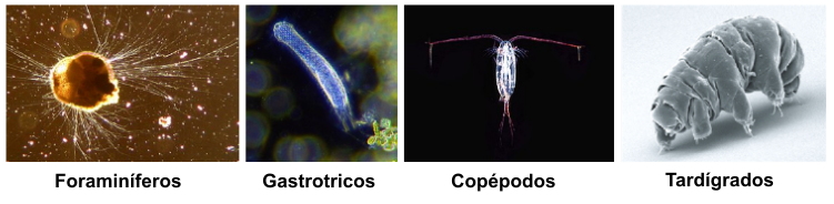 Meiobentos: bentos de menos de 1 mm pero de ms de 0,1 mm de tamao.