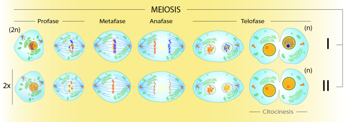 Meiosis