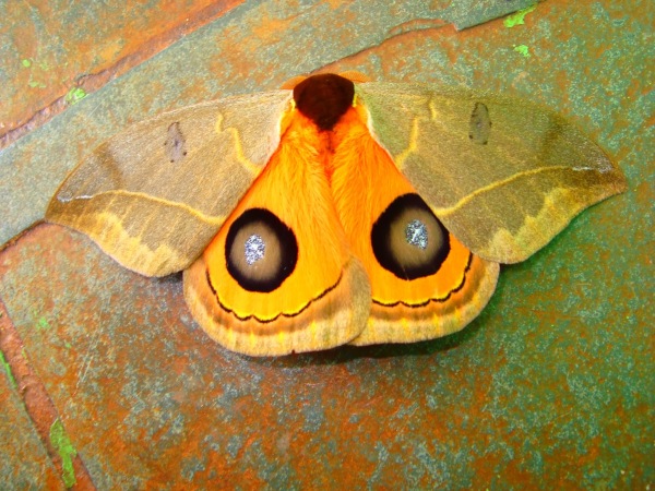 Los colores de ciertas mariposas permiten confundirlas con su entorno.